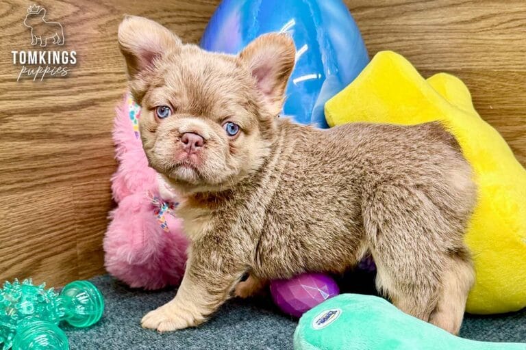 Kelsea, a New Shade Isabella Tan & Pink Fluffy French Bulldog puppy, standing in side view on gray carpet with pastel toys.