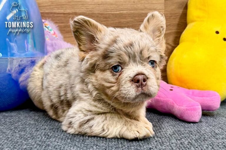 Lainey, a Isabella merle and tan fluffy French Bulldog puppy, lying on gray carpet with pastel Easter toys.