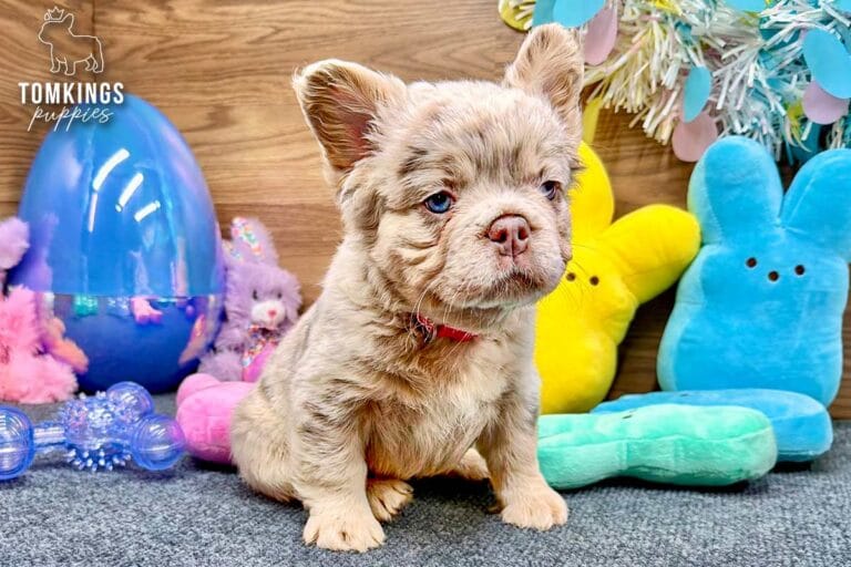 Lainey, a Isabella merle and tan fluffy French Bulldog puppy, sitting on gray carpet in an Easter setup.