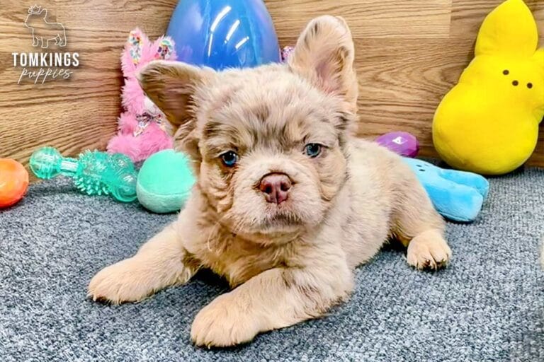 Lainey, a Isabella merle and tan fluffy French Bulldog puppy, lying on gray carpet and facing forward.