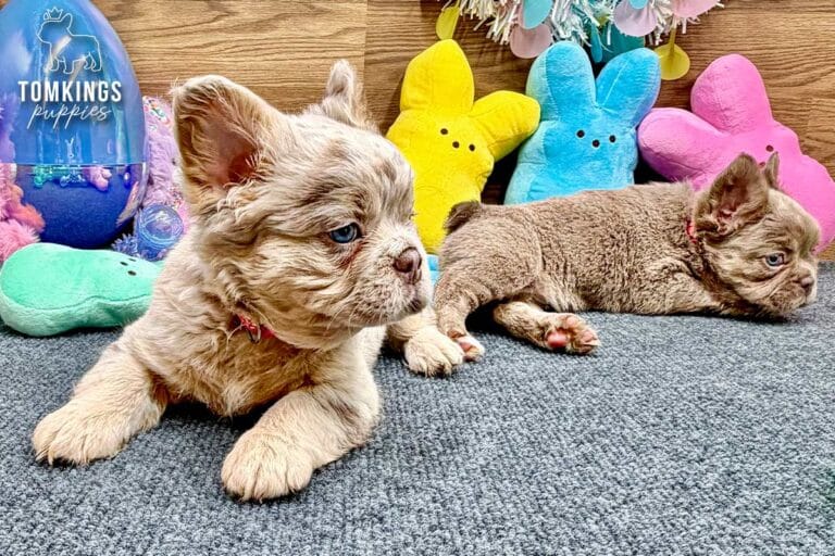 Lainey, a Isabella merle and tan fluffy French Bulldog puppy, lying with another puppy in an Easter-themed setup.