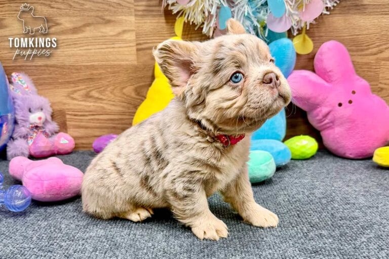 Lainey, a Isabella merle and Tan & Pink fluffy French Bulldog puppy, sitting in side view on gray carpet.