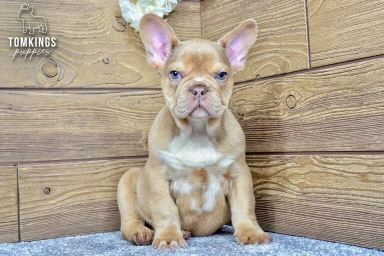 Memphis, a male French Bulldog puppy with a lilac fawn coat, sitting on a soft carpet and facing the camera.