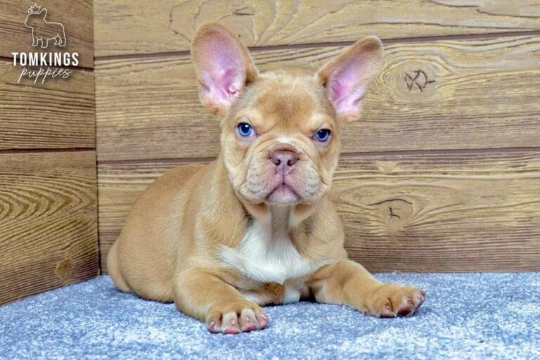 Memphis, a male French Bulldog puppy with a lilac fawn coat, lying on a soft carpet and facing the camera.