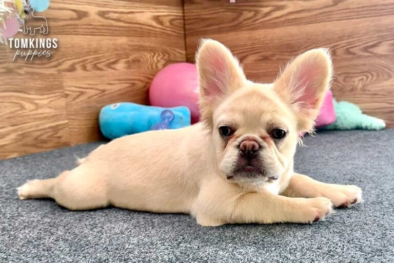 Metairie, a cream fluffy female French Bulldog puppy, lying stretched out on gray carpet indoors.