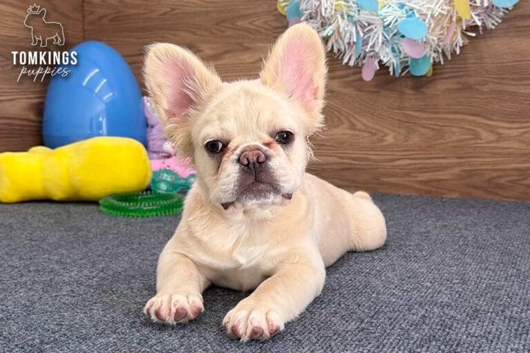 Metairie, a cream fluffy female French Bulldog puppy, lying front-facing on gray carpet indoors.