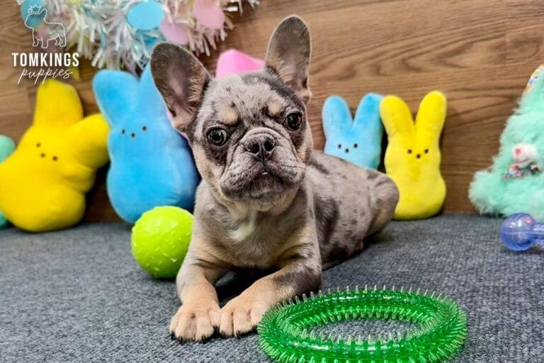 Rocky, a blue merle and tan French Bulldog puppy, sitting front-facing with Easter toys behind him.