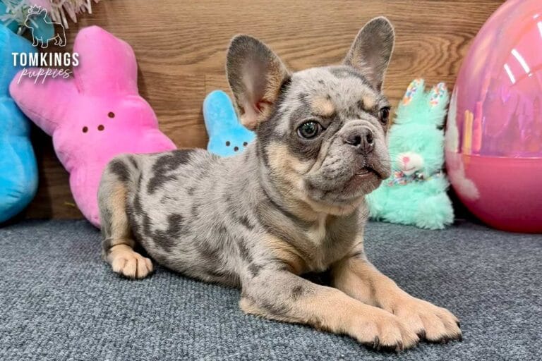Rocky, a blue merle and tan French Bulldog puppy, lying at an angle beside pastel Easter props.