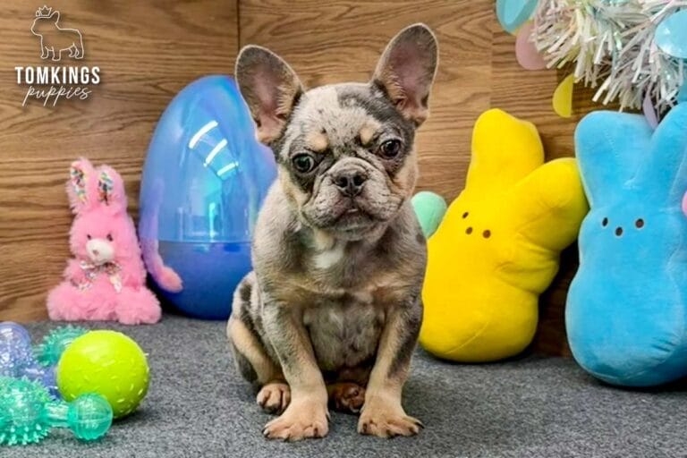 Rocky, a blue merle and tan French Bulldog puppy, lying on gray carpet facing the camera.