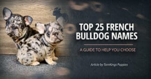 Top 25 French Bulldog Names: A Guide to Help You Choose