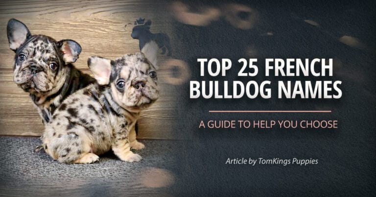Top 25 French Bulldog Names: A Guide to Help You Choose