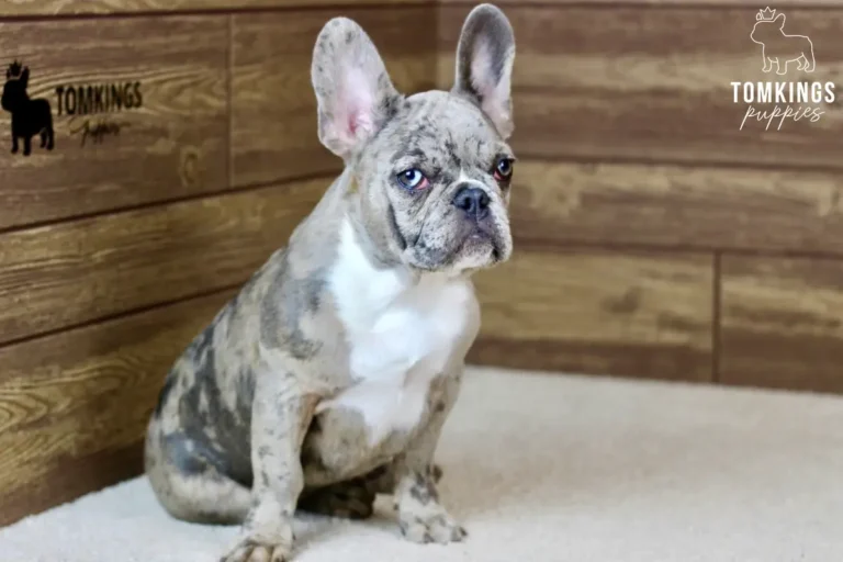 Toby, available French Bulldog puppy at TomKings