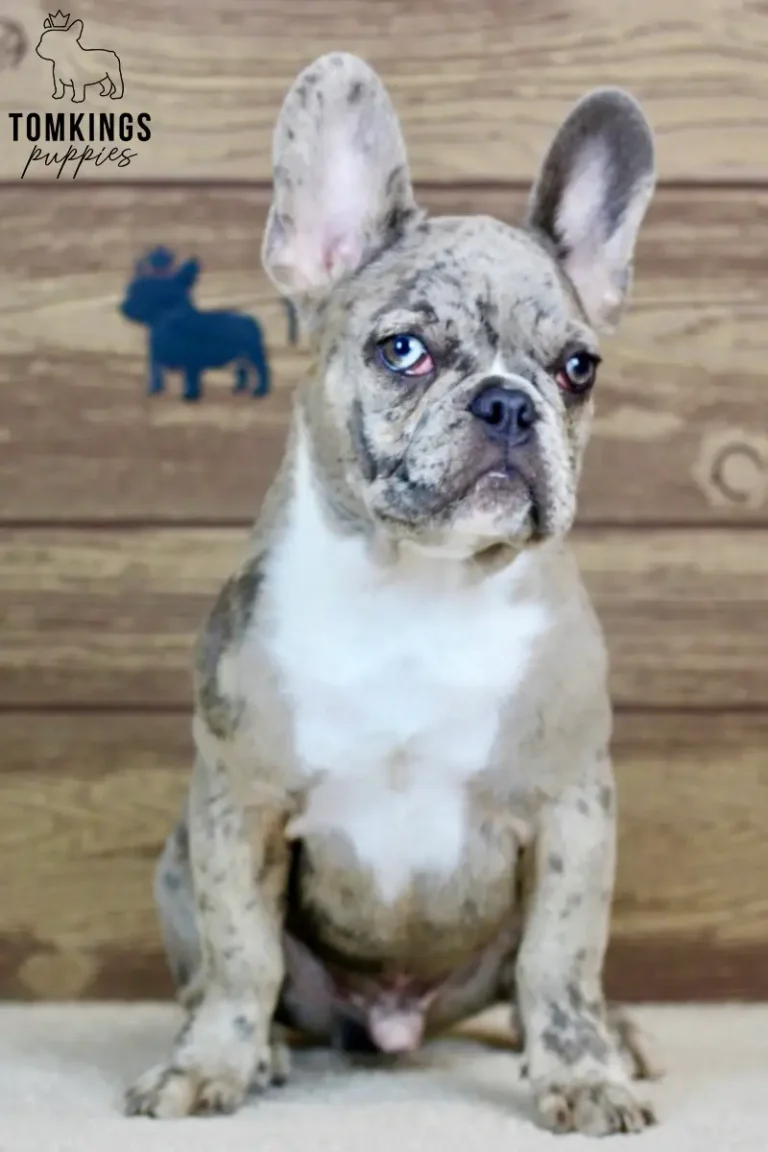 Toby, available French Bulldog puppy at TomKings
