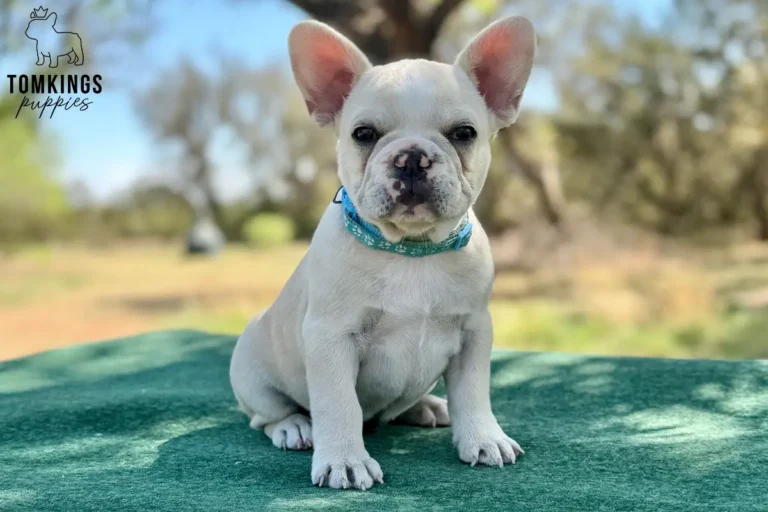 Tundra, available cream female French Bulldog puppy at TomKings Puppies