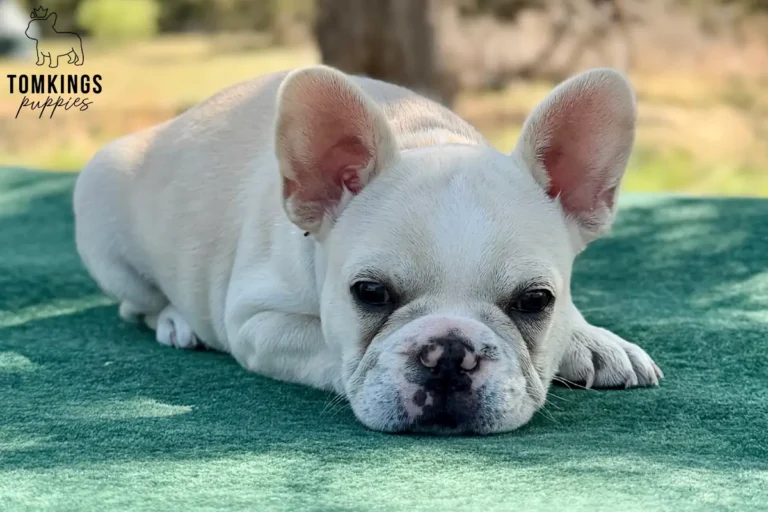Tundra, available cream female French Bulldog puppy at TomKings Puppies