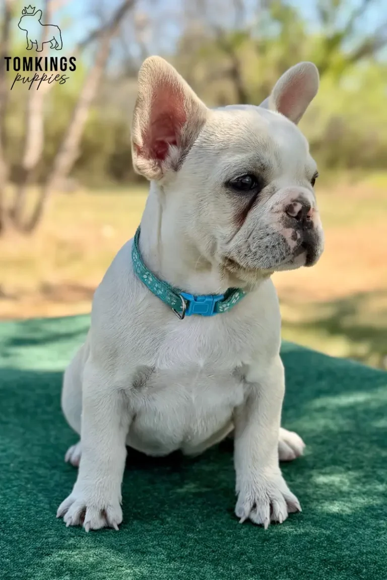 Tundra, available cream female French Bulldog puppy at TomKings Puppies