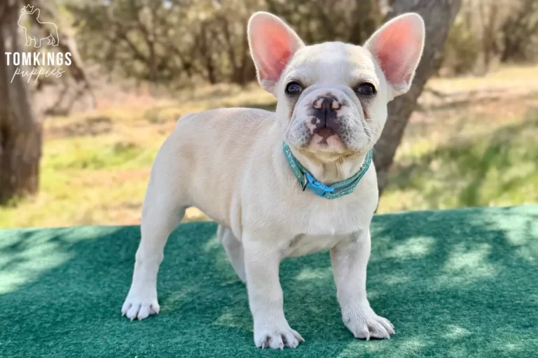 Tundra, available cream female French Bulldog puppy at TomKings Puppies