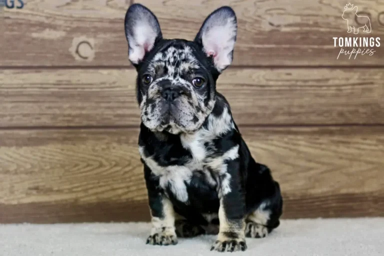 Beca, a black merle and tan female French Bulldog puppy, sitting and facing forward indoors.