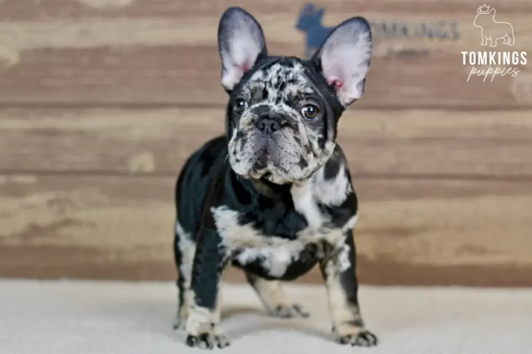 Beca, a black merle and tan female French Bulldog puppy, standing and looking slightly left indoors.