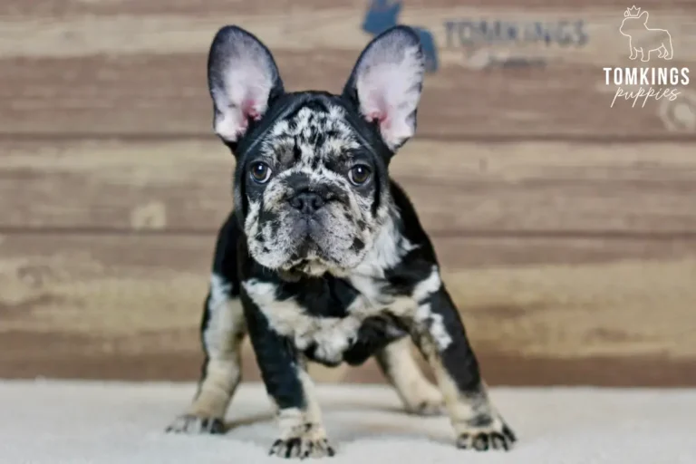 Beca, a black merle and tan female French Bulldog puppy, standing wide and facing forward indoors.