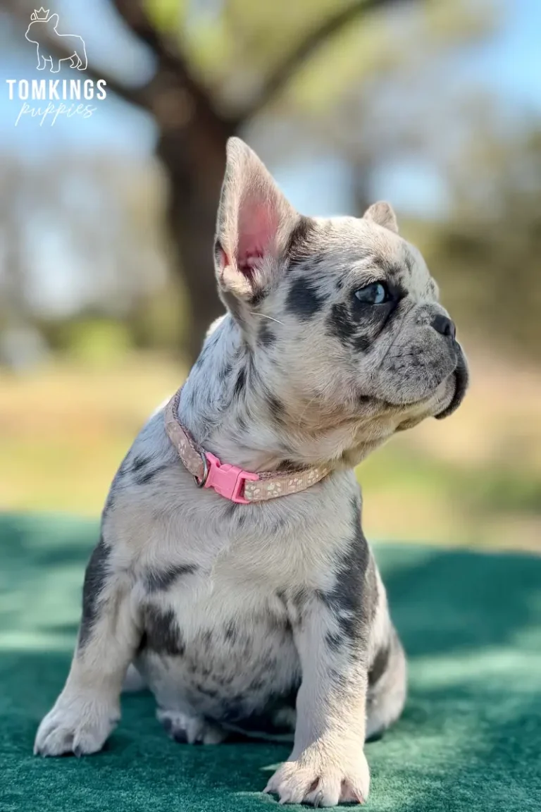 Denali, a blue merle female French Bulldog puppy, sitting in profile on a green blanket outdoors.