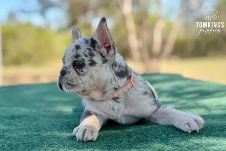 Denali, a blue merle female French Bulldog puppy, lying on a green blanket and looking left.