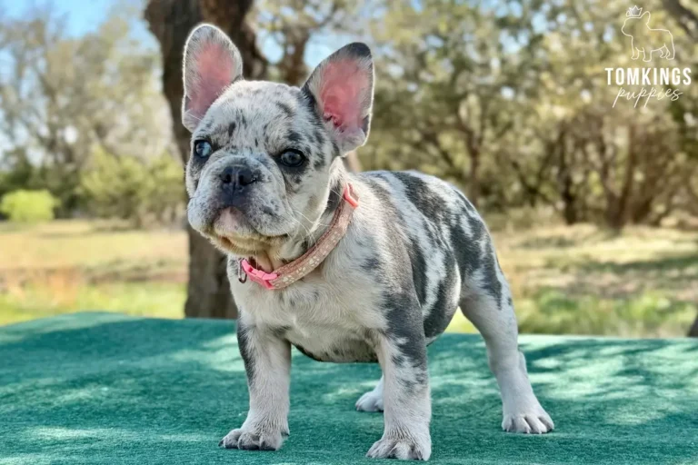 Denali, a blue merle female French Bulldog puppy, standing on a green blanket outdoors.