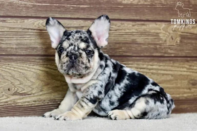Edwin, a black merle and tan male French Bulldog puppy, sitting at an angle on a light carpet.