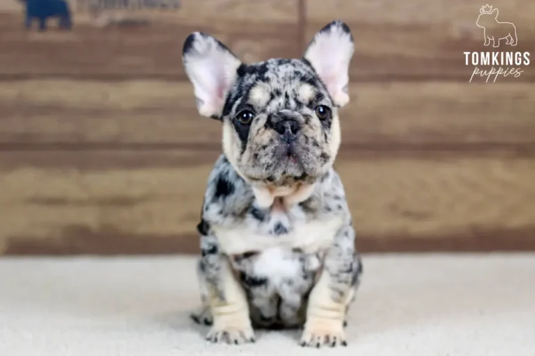 Edwin, a black merle and tan male French Bulldog puppy, sitting and facing forward indoors.