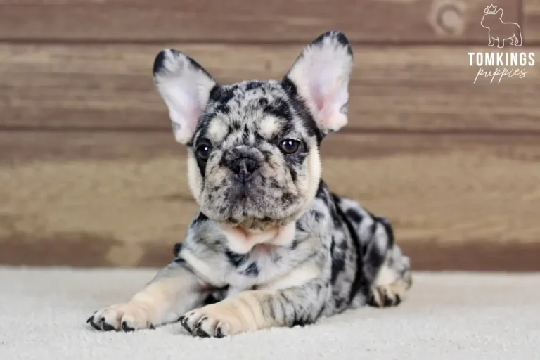 Edwin, a black merle and tan male French Bulldog puppy, lying down and facing forward indoors.