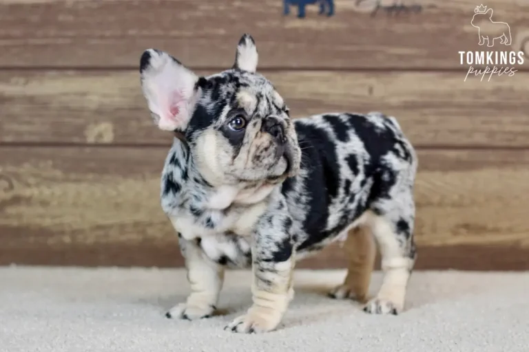 Edwin, a black merle and tan male French Bulldog puppy, standing in profile and looking left.