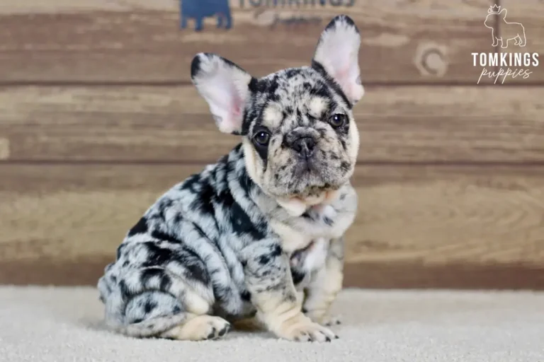 Edwin, a black merle and tan male French Bulldog puppy, sitting with a slight head tilt indoors.