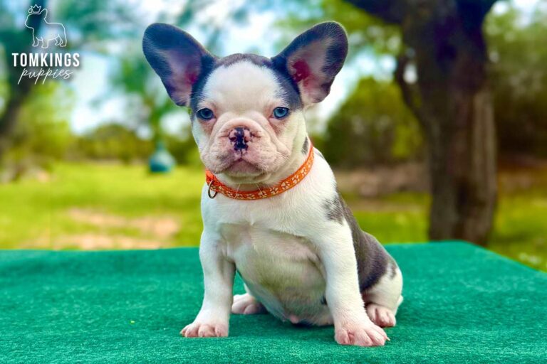 Elyra, a blue and tan koi French Bulldog puppy, sitting on a green table outdoors in an orange collar.