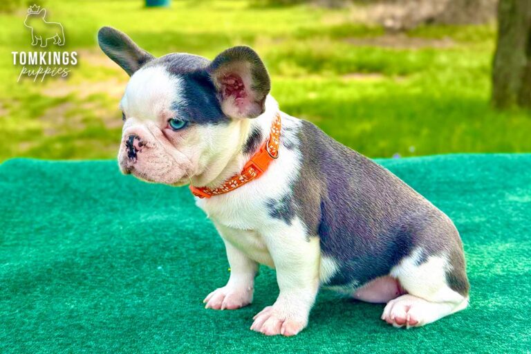 Elyra, a blue and tan koi French Bulldog puppy, sitting in left profile on a green table outdoors.