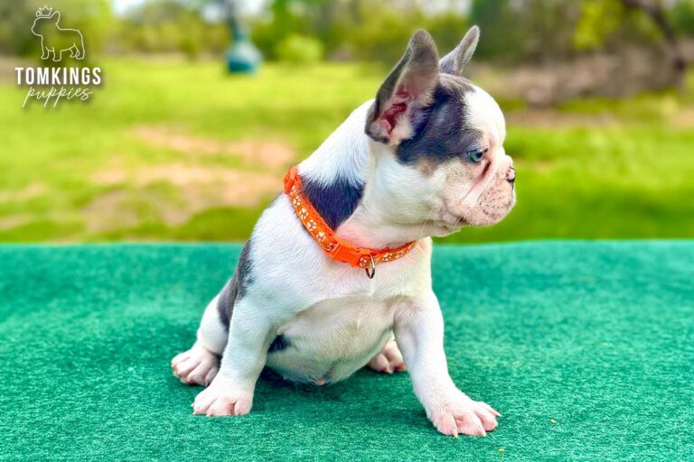 Elyra, a blue and tan koi French Bulldog puppy, seated sideways on a green table in an orange collar.