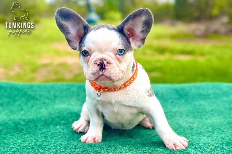Elyra, a blue and tan koi French Bulldog puppy, crouched on a green table outdoors in an orange collar.