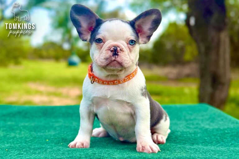 Elyra, a blue and tan koi French Bulldog puppy, sitting upright on a green table outdoors.