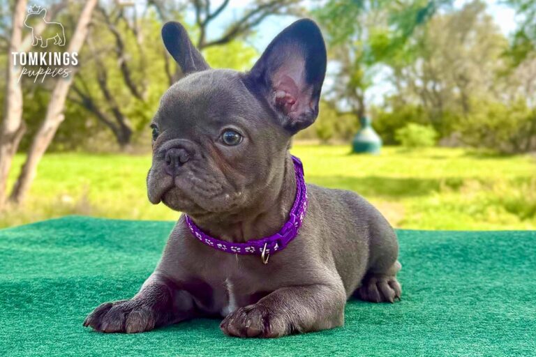 Gemma, a blue brindle French Bulldog puppy, lying on a green table outdoors in a purple collar.