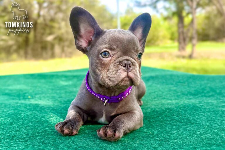 Gemma, a blue brindle French Bulldog puppy, lying forward on a green table in a purple collar.