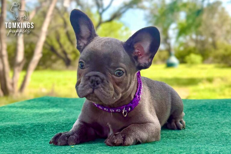 Gemma, a blue brindle French Bulldog puppy, resting on a green table outdoors in a purple collar.