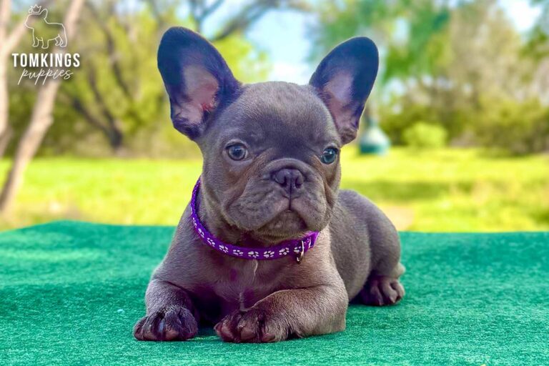 Gemma, a blue brindle French Bulldog puppy, lying alert on a green table outdoors.