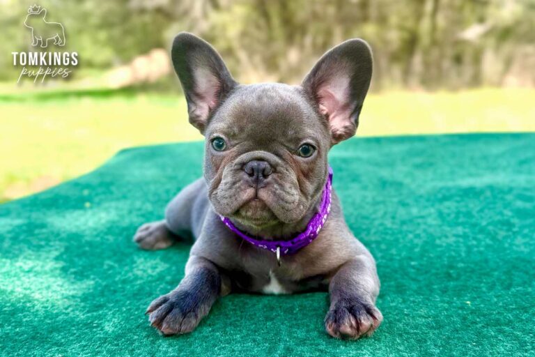 Gemma, a blue brindle French Bulldog puppy, lying front-facing on a green table outdoors.