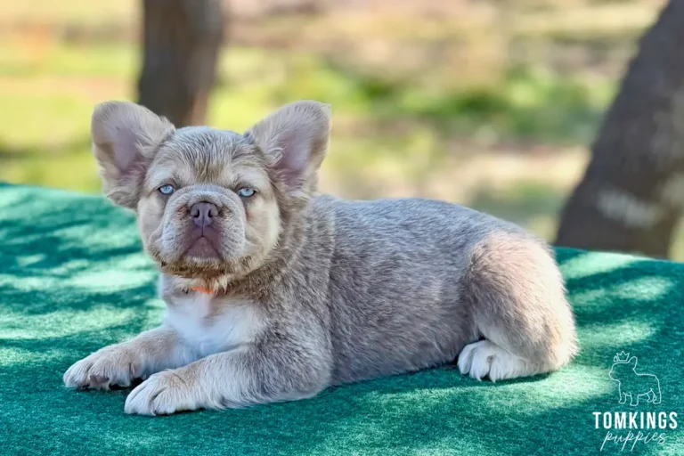 Kelsea, a female new shade isabella and tan fluffy French Bulldog puppy, lying and facing the camera outdoors.