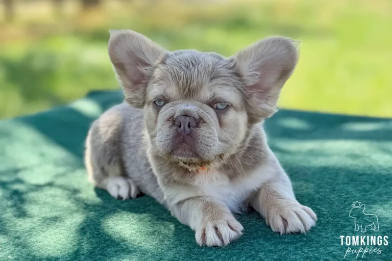 Kelsea, a female new shade isabella and tan fluffy French Bulldog puppy, lying outdoors on a green table.