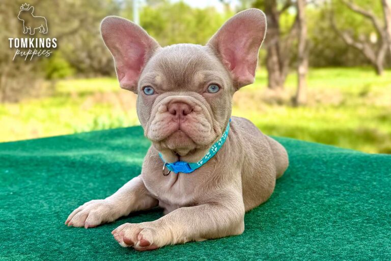 Koda, a new shade isabella and tan French Bulldog puppy, lying on a green table outdoors in a blue collar.
