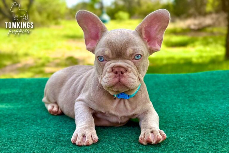 Koda, a new shade isabella and tan French Bulldog puppy, lying front-facing on a green table.