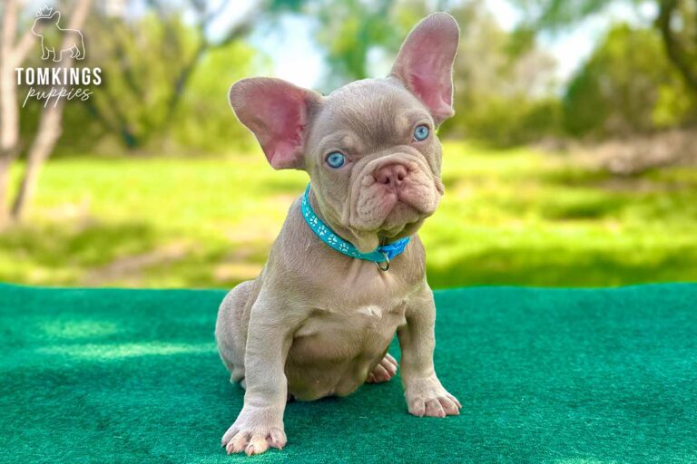 Koda, a new shade isabella and tan French Bulldog puppy, sitting on a green table outdoors.