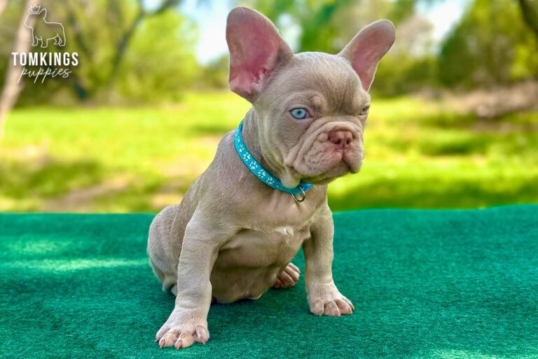 Koda, a new shade isabella and tan French Bulldog puppy, seated in profile on a green table.