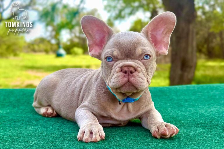 Koda, a new shade isabella and tan French Bulldog puppy, sitting upright on a green table.