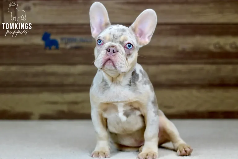 Logan, an isabella merle and tan male French Bulldog puppy, seated on a light rug indoors.